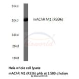 Anti-mAChR M1 (R336) Antibody from Bioworld Technology (BS2708) - Antibodies.com