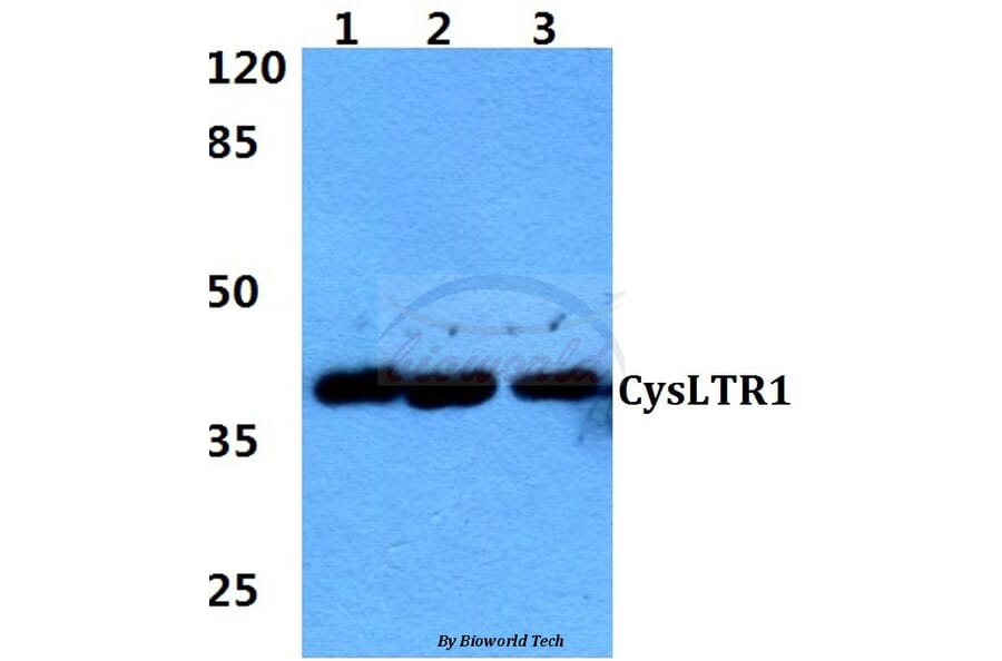 Anti-CysLTR1 (K172) Antibody from Bioworld Technology (BS2711) - Antibodies.com