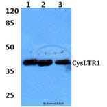 Anti-CysLTR1 (K172) Antibody from Bioworld Technology (BS2711) - Antibodies.com