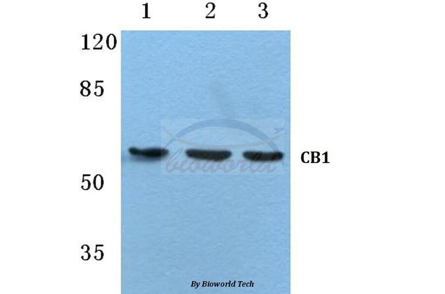 Anti-CB1 (F189) Antibody from Bioworld Technology (BS2712) - Antibodies.com