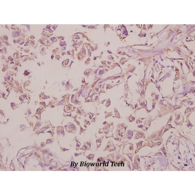 Anti-CB1 (F189) Antibody from Bioworld Technology (BS2712) - Antibodies.com