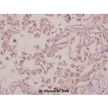 Anti-CB1 (F189) Antibody from Bioworld Technology (BS2712) - Antibodies.com