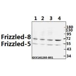 Anti-Frizzled-8 (K528) Antibody from Bioworld Technology (BS2715) - Antibodies.com