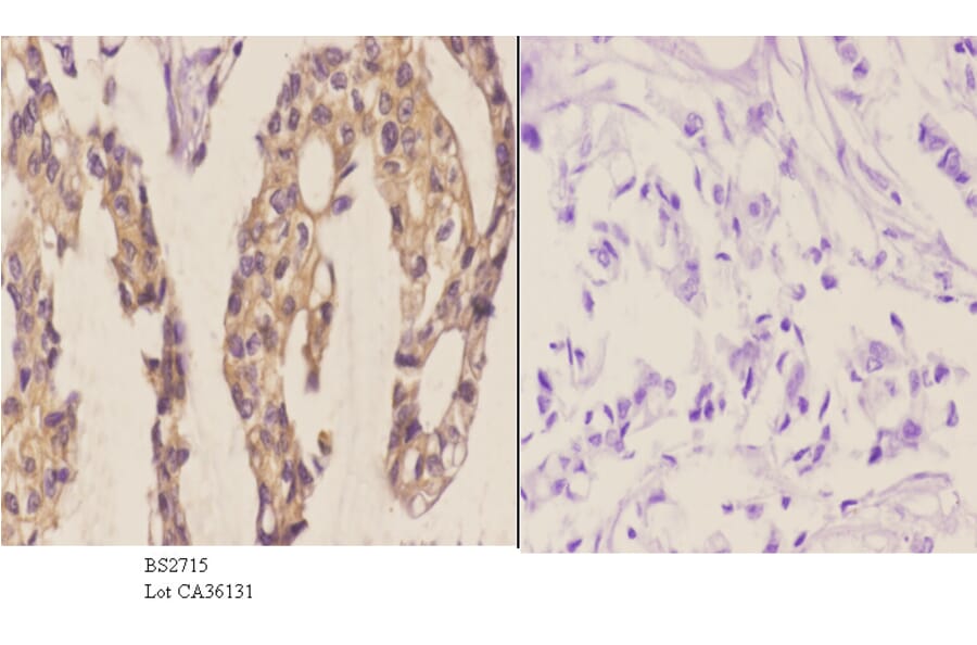 Anti-Frizzled-8 (K528) Antibody from Bioworld Technology (BS2715) - Antibodies.com