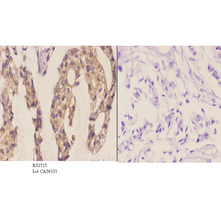 Anti-Frizzled-8 (K528) Antibody from Bioworld Technology (BS2715) - Antibodies.com