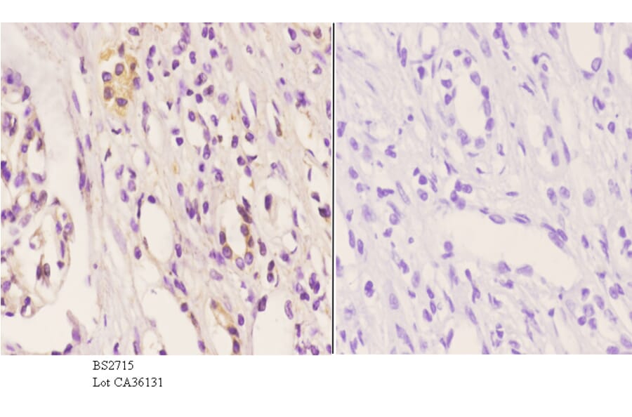 Anti-Frizzled-8 (K528) Antibody from Bioworld Technology (BS2715) - Antibodies.com