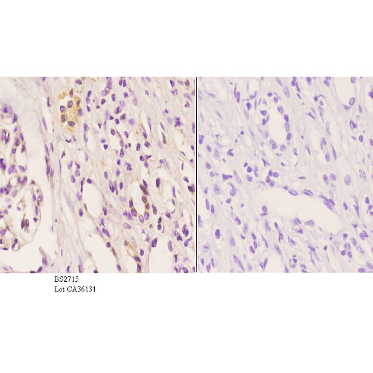 Anti-Frizzled-8 (K528) Antibody from Bioworld Technology (BS2715) - Antibodies.com