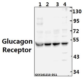 Anti-Glucagon Receptor (K136) Antibody from Bioworld Technology (BS2718) - Antibodies.com