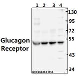 Anti-Glucagon Receptor (K136) Antibody from Bioworld Technology (BS2718) - Antibodies.com