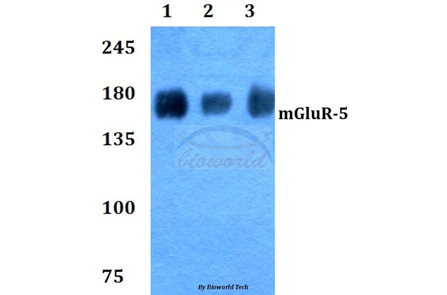 Anti-mGluR-5 (K56) Antibody from Bioworld Technology (BS2732) - Antibodies.com