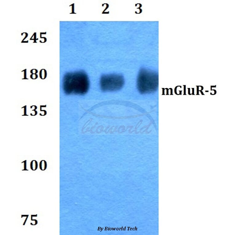 Anti-mGluR-5 (K56) Antibody from Bioworld Technology (BS2732) - Antibodies.com
