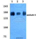 Anti-mGluR-5 (K56) Antibody from Bioworld Technology (BS2732) - Antibodies.com