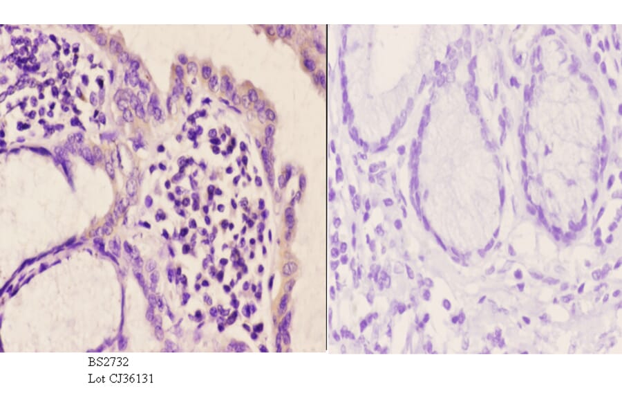 Anti-mGluR-5 (K56) Antibody from Bioworld Technology (BS2732) - Antibodies.com