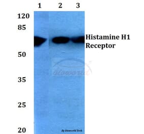 Anti-Histamine H1 Receptor (K179) Antibody from Bioworld Technology (BS2733) - Antibodies.com