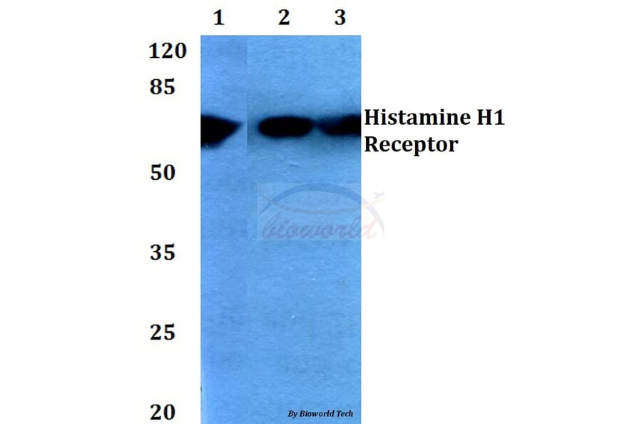Anti-Histamine H1 Receptor (K179) Antibody from Bioworld Technology (BS2733) - Antibodies.com
