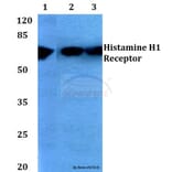 Anti-Histamine H1 Receptor (K179) Antibody from Bioworld Technology (BS2733) - Antibodies.com