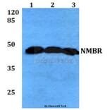 Anti-NMBR (L264) Antibody from Bioworld Technology (BS2737) - Antibodies.com