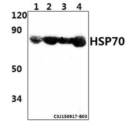 Anti-HSP70 (Y41) Antibody from Bioworld Technology (BS2741) - Antibodies.com