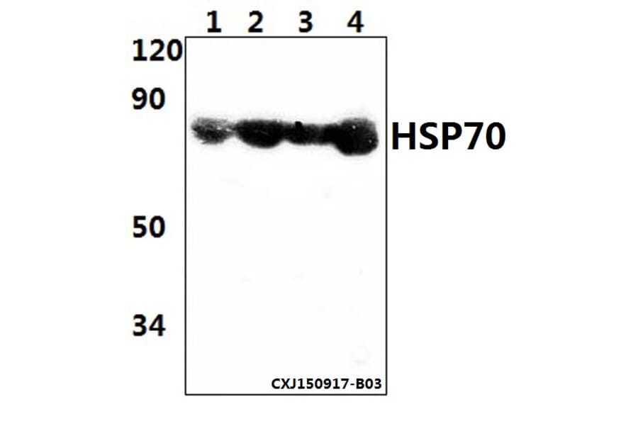 Anti-HSP70 (Y41) Antibody from Bioworld Technology (BS2741) - Antibodies.com