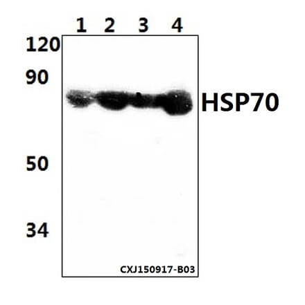 Anti-HSP70 (Y41) Antibody from Bioworld Technology (BS2741) - Antibodies.com