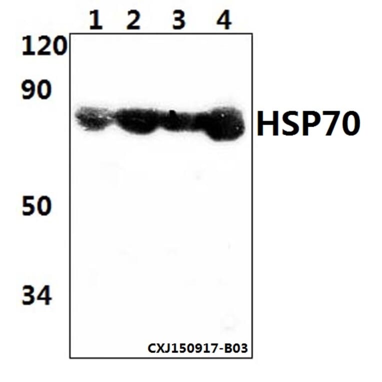Anti-HSP70 (Y41) Antibody from Bioworld Technology (BS2741) - Antibodies.com