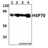 Anti-HSP70 (Y41) Antibody from Bioworld Technology (BS2741) - Antibodies.com
