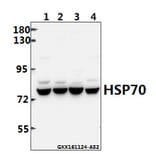 Anti-HSP70 (Y41) Antibody from Bioworld Technology (BS2741) - Antibodies.com