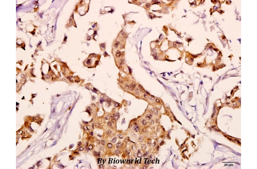 Anti-HSP70 (Y41) Antibody from Bioworld Technology (BS2741) - Antibodies.com