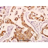Anti-HSP70 (Y41) Antibody from Bioworld Technology (BS2741) - Antibodies.com