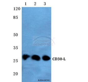 Anti-CD30-L (Q103) Antibody from Bioworld Technology (BS2746) - Antibodies.com