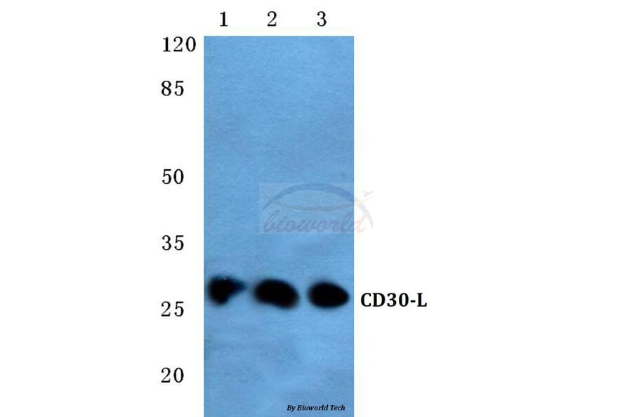 Anti-CD30-L (Q103) Antibody from Bioworld Technology (BS2746) - Antibodies.com
