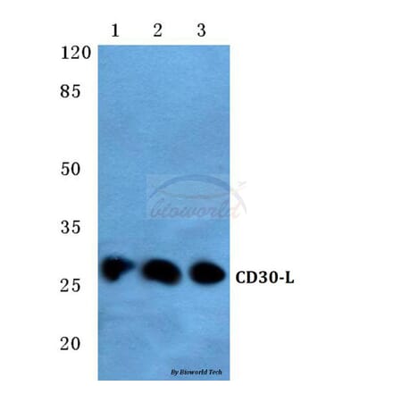 Anti-CD30-L (Q103) Antibody from Bioworld Technology (BS2746) - Antibodies.com