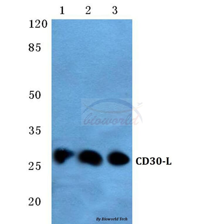 Anti-CD30-L (Q103) Antibody from Bioworld Technology (BS2746) - Antibodies.com