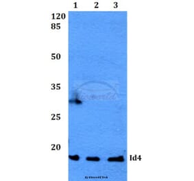 Anti-Id4 (S5) Antibody from Bioworld Technology (BS2747) - Antibodies.com