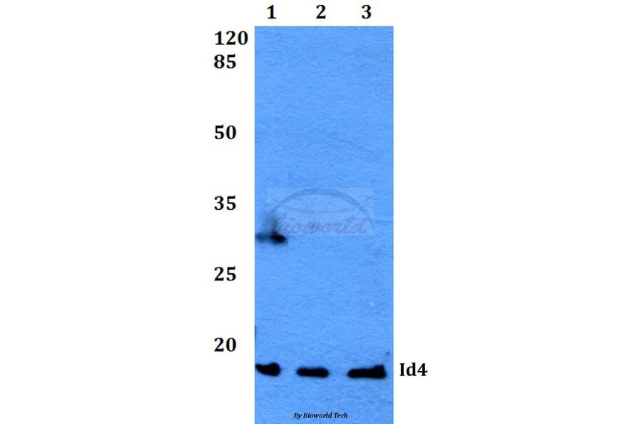 Anti-Id4 (S5) Antibody from Bioworld Technology (BS2747) - Antibodies.com
