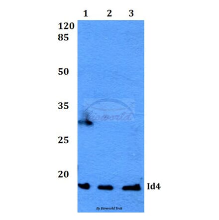 Anti-Id4 (S5) Antibody from Bioworld Technology (BS2747) - Antibodies.com