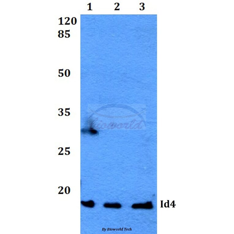 Anti-Id4 (S5) Antibody from Bioworld Technology (BS2747) - Antibodies.com
