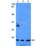 Anti-Id4 (S5) Antibody from Bioworld Technology (BS2747) - Antibodies.com