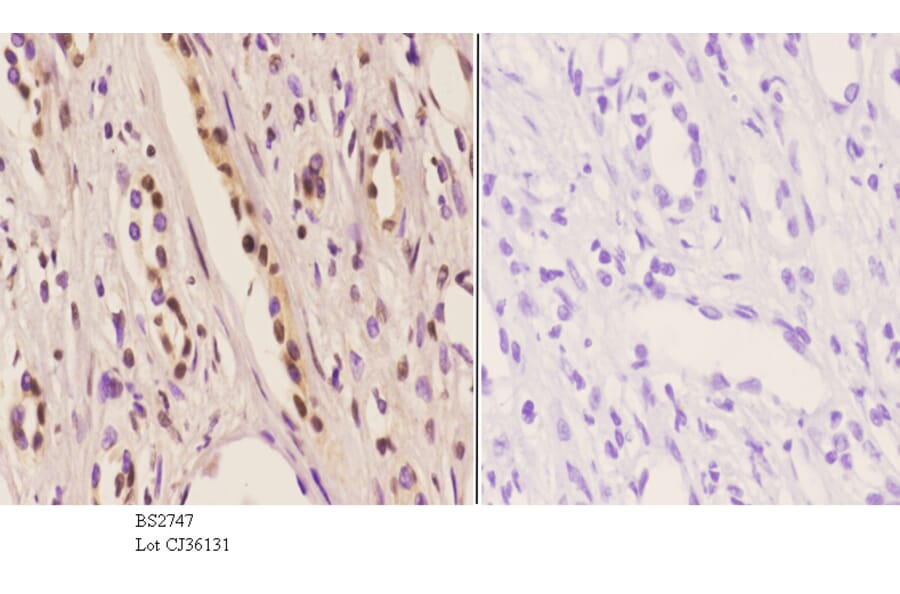 Anti-Id4 (S5) Antibody from Bioworld Technology (BS2747) - Antibodies.com