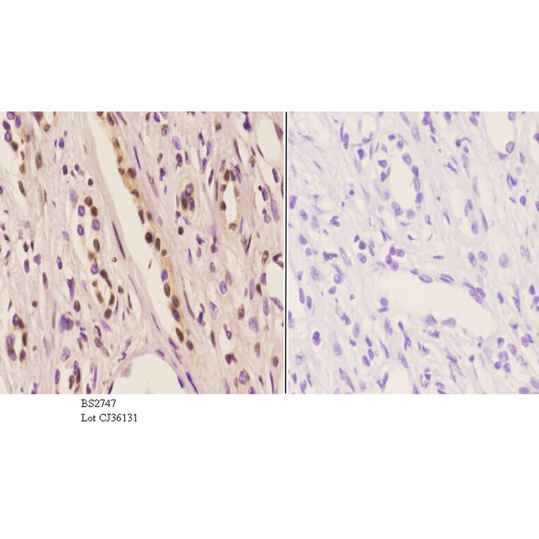 Anti-Id4 (S5) Antibody from Bioworld Technology (BS2747) - Antibodies.com