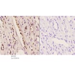 Anti-Id4 (S5) Antibody from Bioworld Technology (BS2747) - Antibodies.com