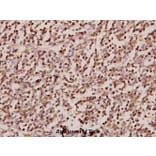 Anti-SRp75 (D134) Antibody from Bioworld Technology (BS2750) - Antibodies.com