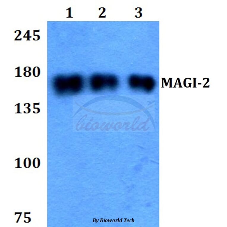 Anti-MAGI-2 (E255) Antibody from Bioworld Technology (BS2754) - Antibodies.com