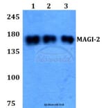 Anti-MAGI-2 (E255) Antibody from Bioworld Technology (BS2754) - Antibodies.com