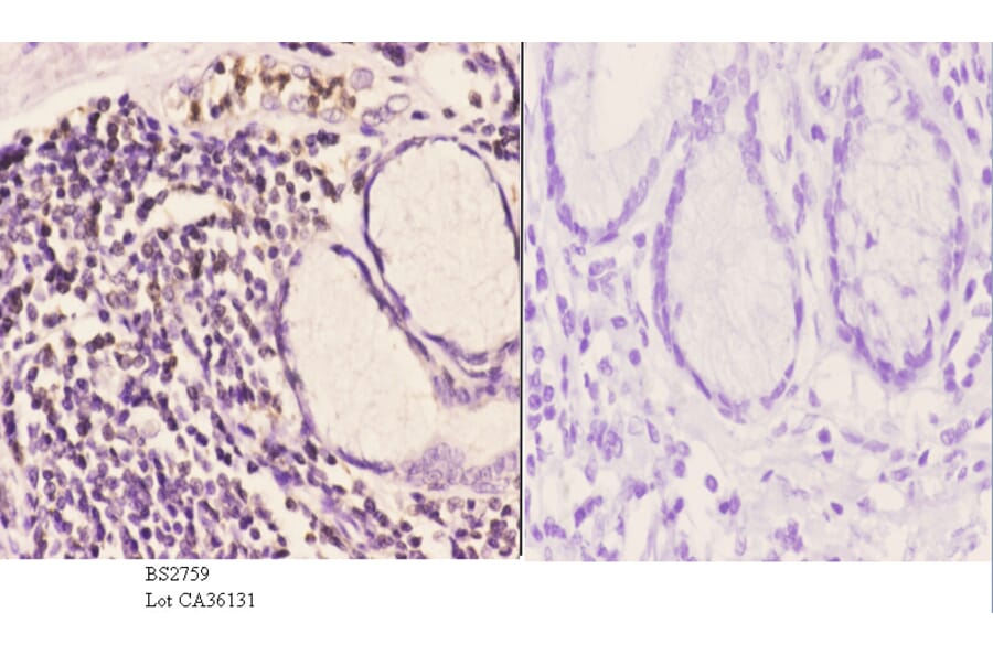 Anti-IP6K2 (L188) Antibody from Bioworld Technology (BS2759) - Antibodies.com