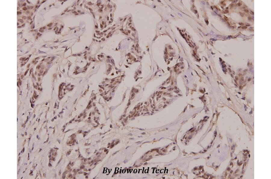 Anti-Laminin β-2 (C91) Antibody from Bioworld Technology (BS2764) - Antibodies.com