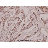 Anti-Laminin β-2 (C91) Antibody from Bioworld Technology (BS2764) - Antibodies.com