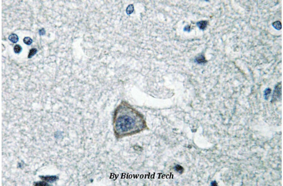 Anti-SR-2C (Q437) Antibody from Bioworld Technology (BS2766) - Antibodies.com