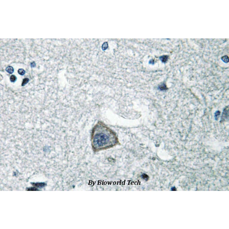 Anti-SR-2C (Q437) Antibody from Bioworld Technology (BS2766) - Antibodies.com