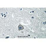 Anti-SR-2C (Q437) Antibody from Bioworld Technology (BS2766) - Antibodies.com